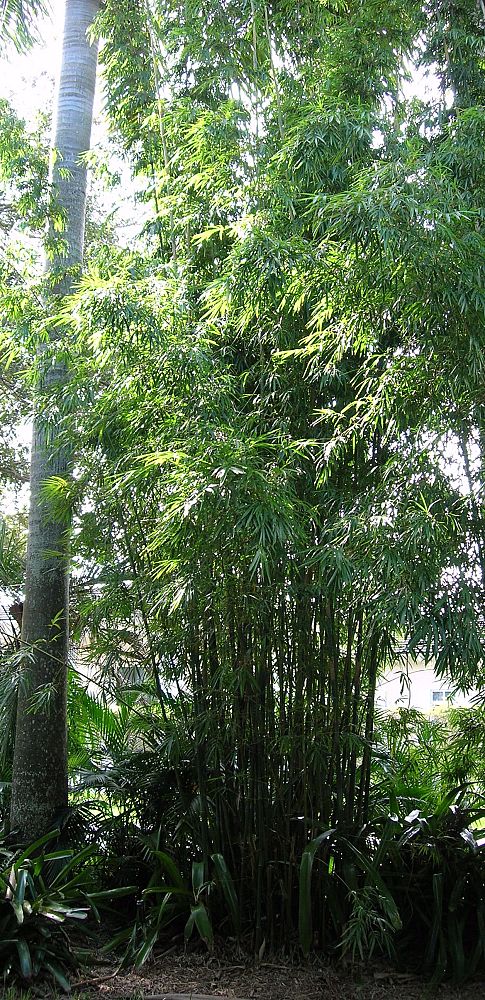 Wild Bamboo, Lasiacis Divaricata