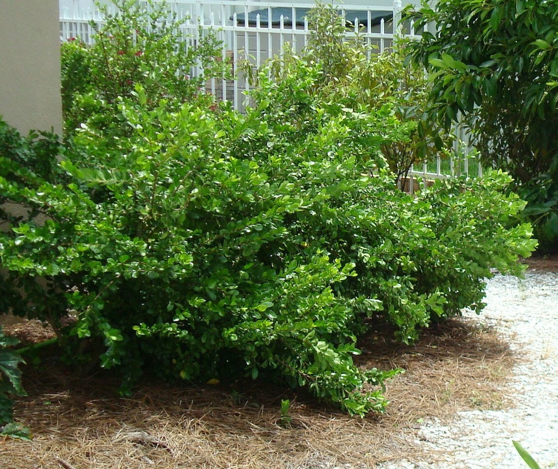 White Indigo Berry, Rania Aculeata