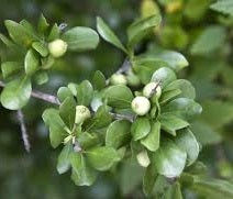 White Indigo Berry, Rania Aculeata
