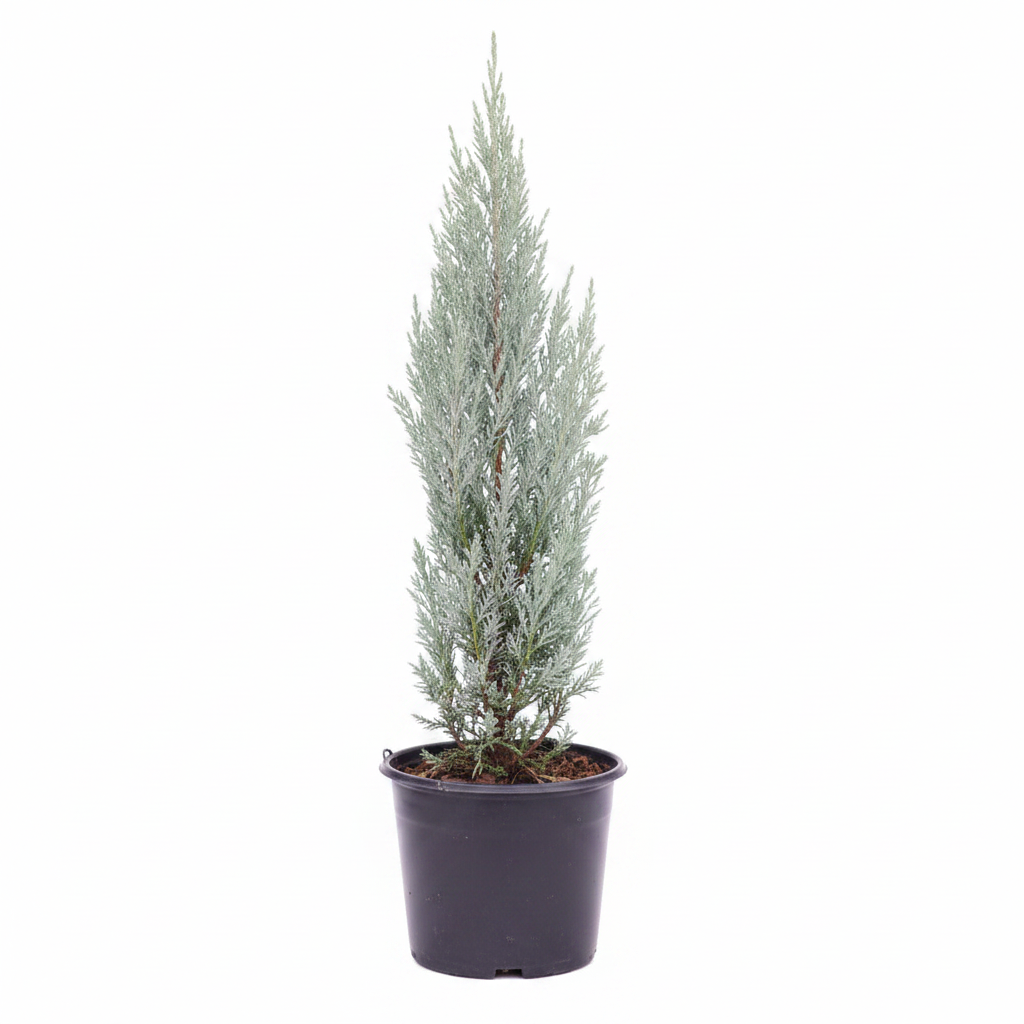 Wichita Blue, Rocky Mountain Juniper