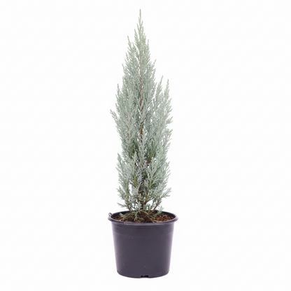 Wichita Blue, Rocky Mountain Juniper