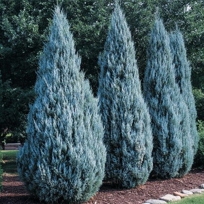 Wichita Blue, Rocky Mountain Juniper