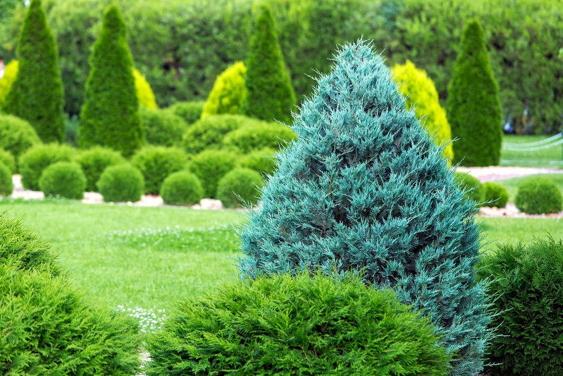 Wichita Blue, Rocky Mountain Juniper