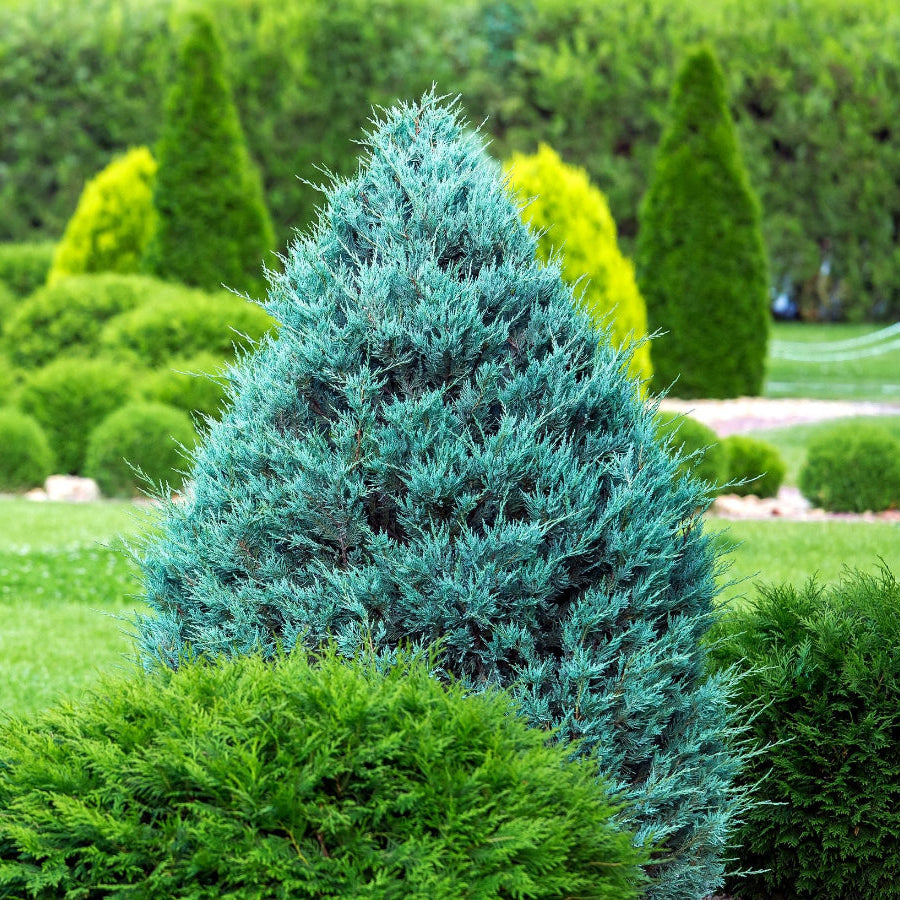 Wichita Blue, Rocky Mountain Juniper | Eureka Farms