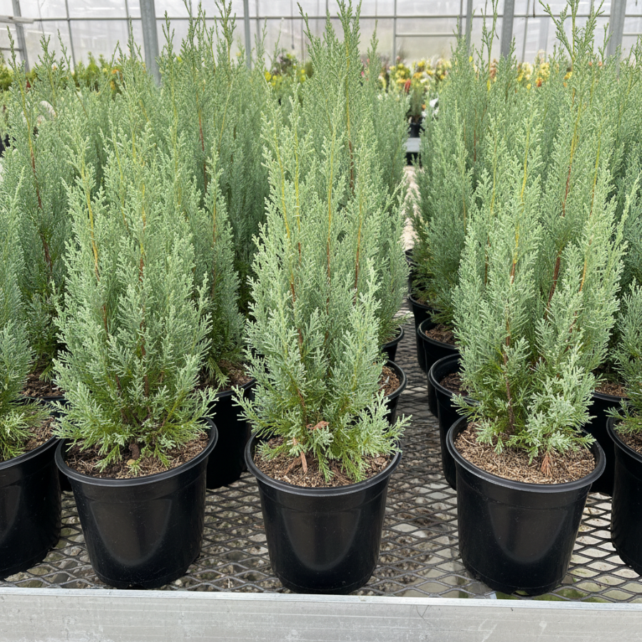 Wichita Blue, Rocky Mountain Juniper