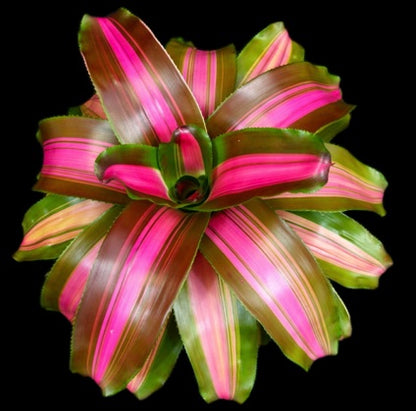 Bromeliad, Neoregelia WolfGang close up of it
