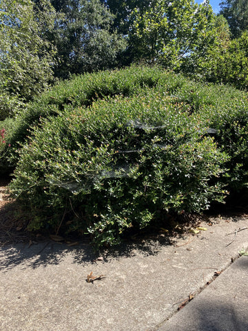 Yaupon Holly, Ilex vomitoria