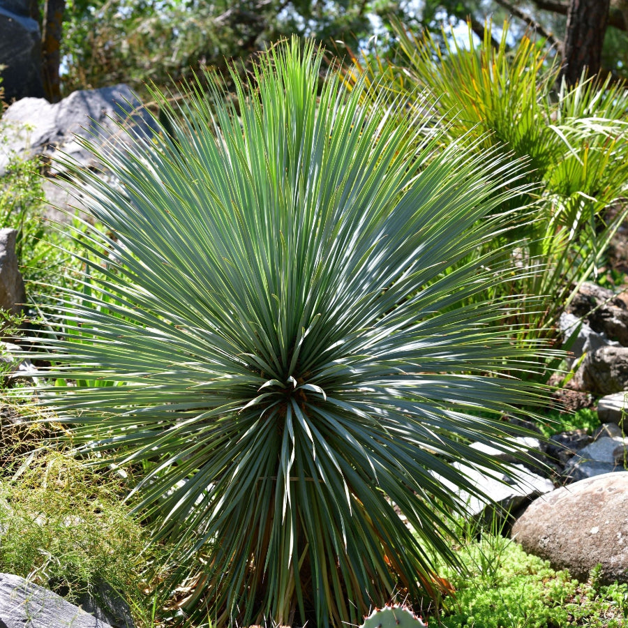 Yucca Rstrata Yucca Rostrata Beaked Yucca, Desert Jewel Palm – Eureka Farms
