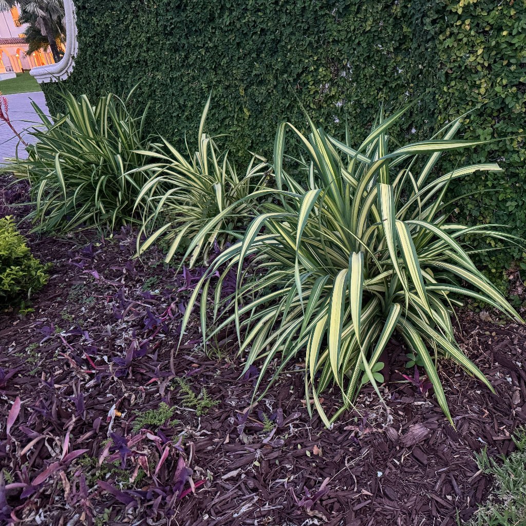 Variegated ornamental grass plants with green and cream stripes planted in a garden bed with dark mulch, in front of a dense green hedge.