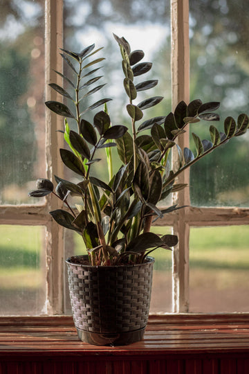 ZZ Plant Black Raven, Live Indoor Plant