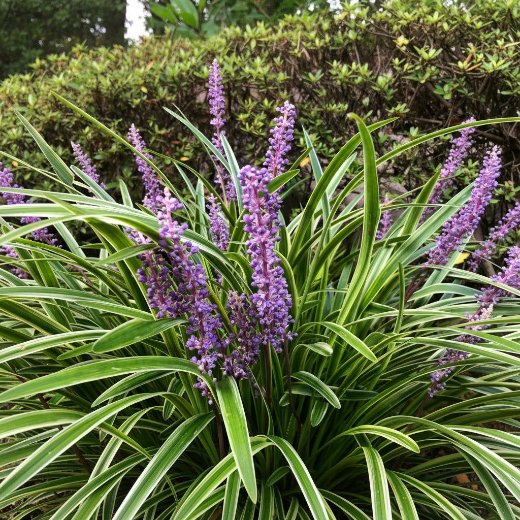 flowers of Liriope Muscari Variegated, Monkey Grass