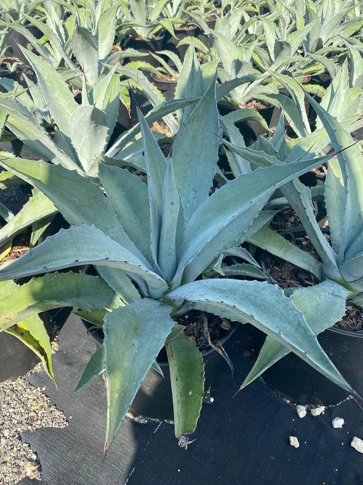 Agave Amarillo Century Plant