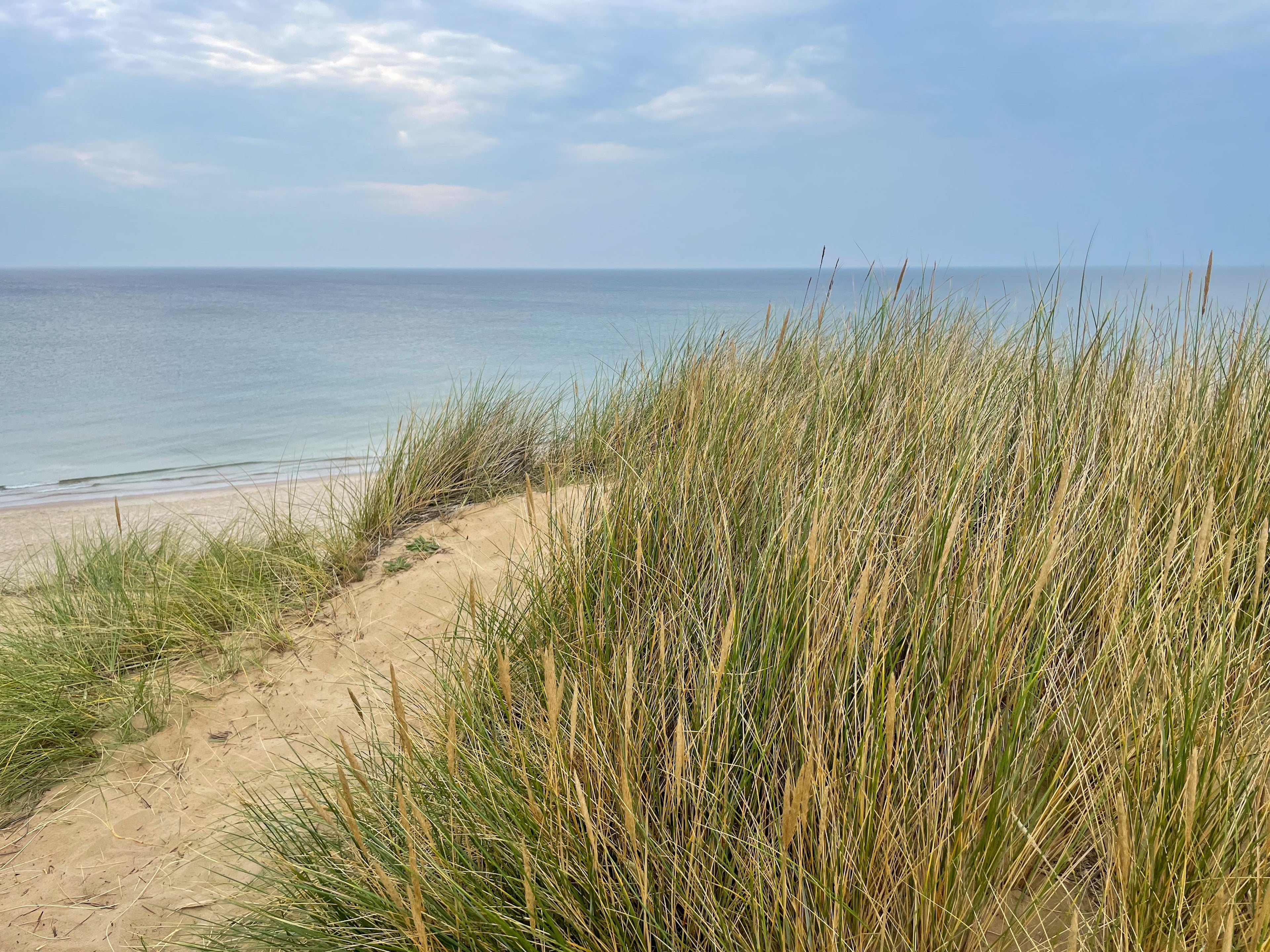 American beach grass, Sand Dune Builder