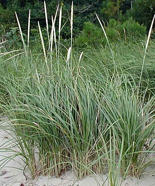 American beach grass, Sand Dune Builder