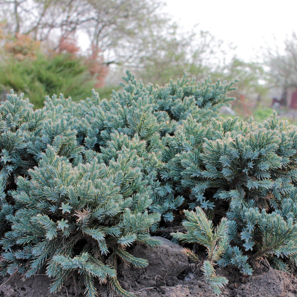 Blue Pacific Juniper Shrub close up of the shrub planted in the ground