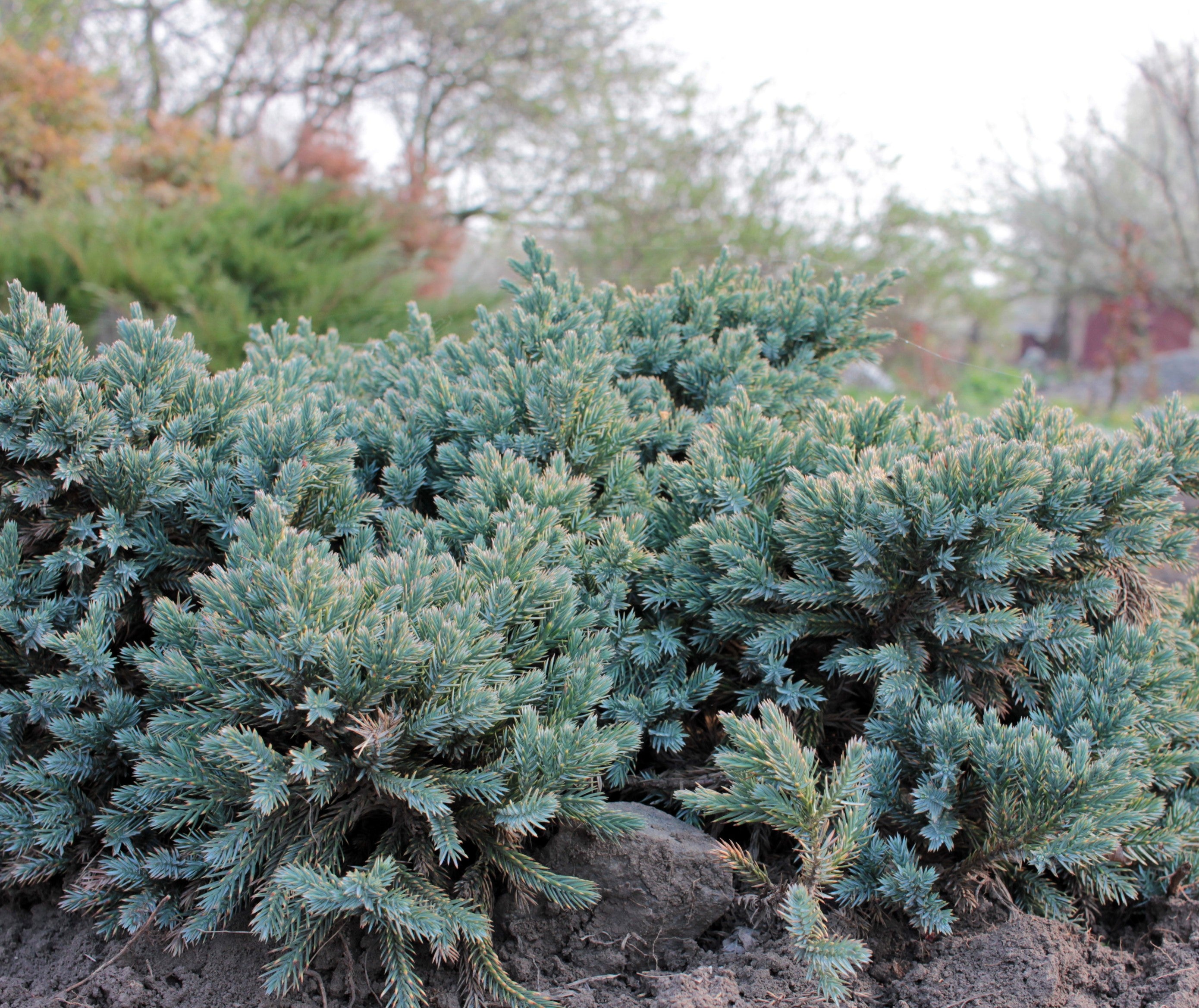 Blue Pacific Juniper Shrub