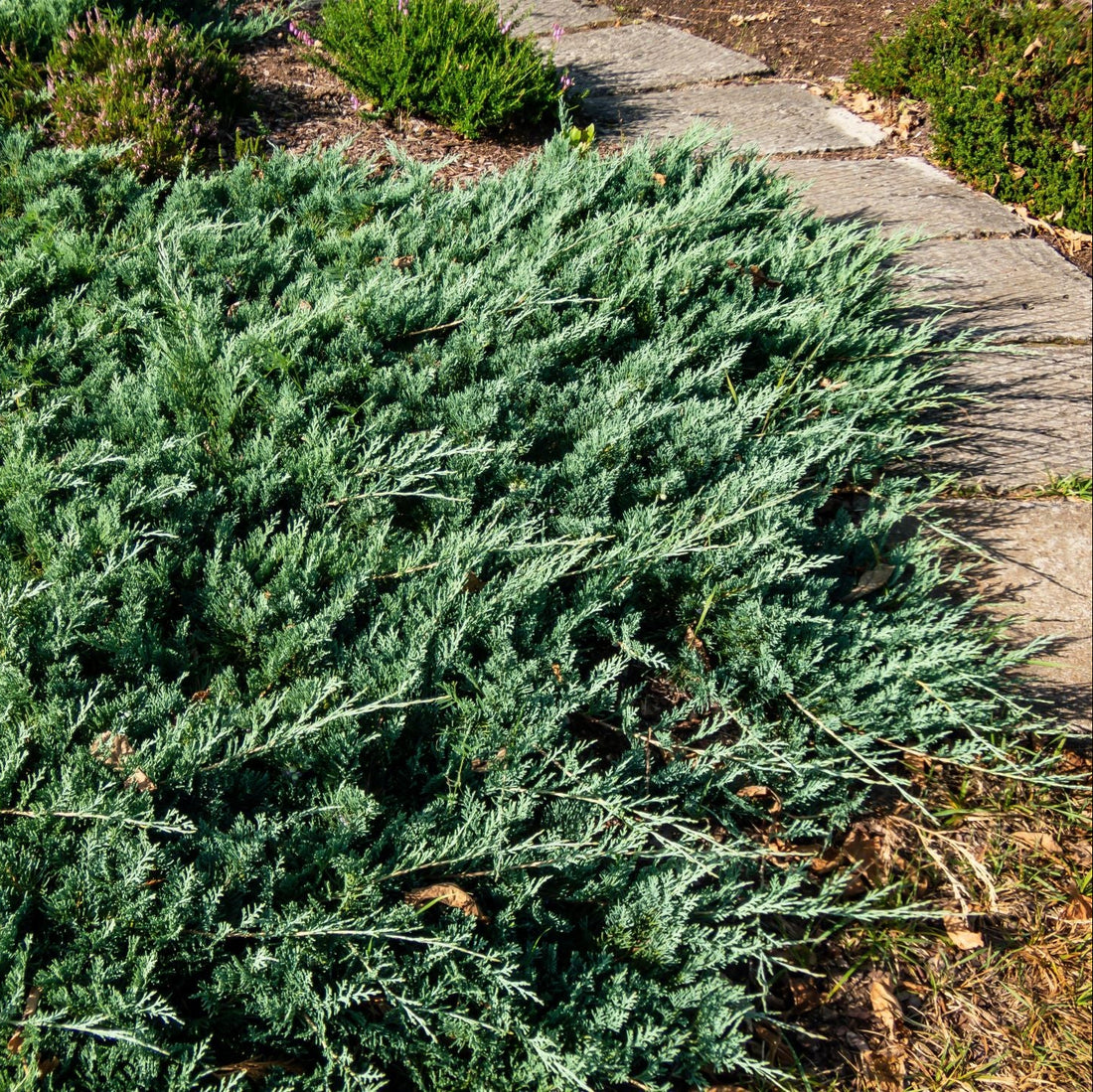 juniper blue pacific Green shrubbery growing along a stone path
