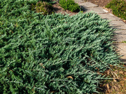 Blue Rug Juniper Shrub