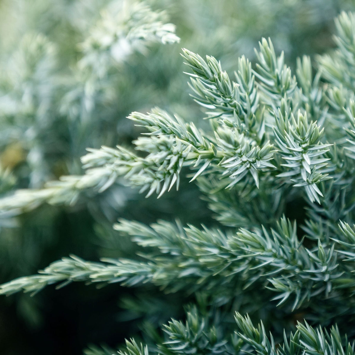 Buy Blue Rug Juniper Shrub | Eureka Farms