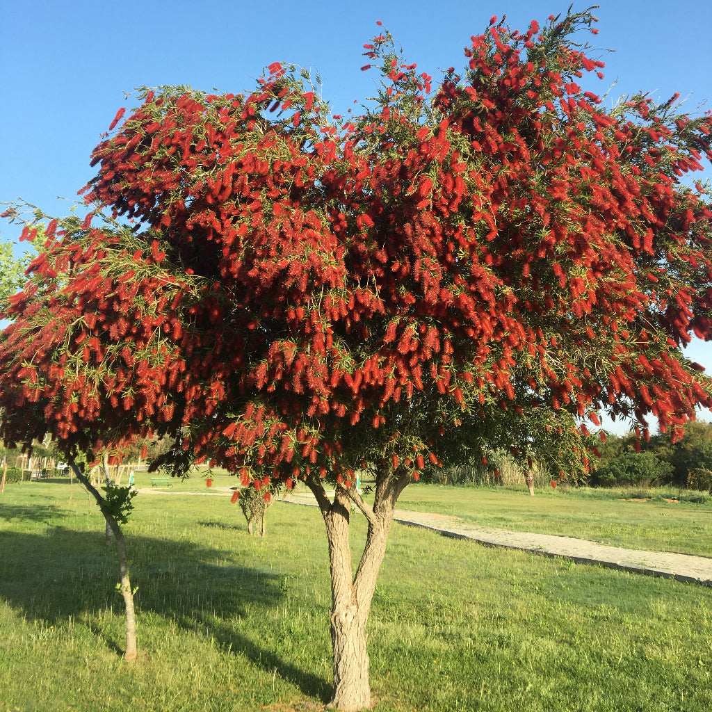 Bottlebrush Tree, Callistemon &