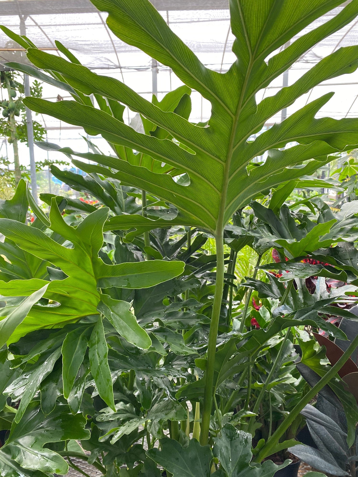 philodendron selloum air purifier Philodendron Split Leaf Hope