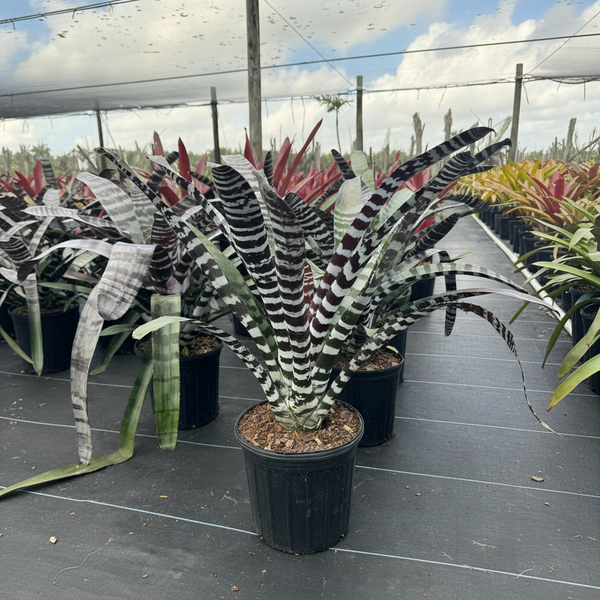 Bromeliad Aechmea Chantinii 'Black Paradise' | Eureka Farms