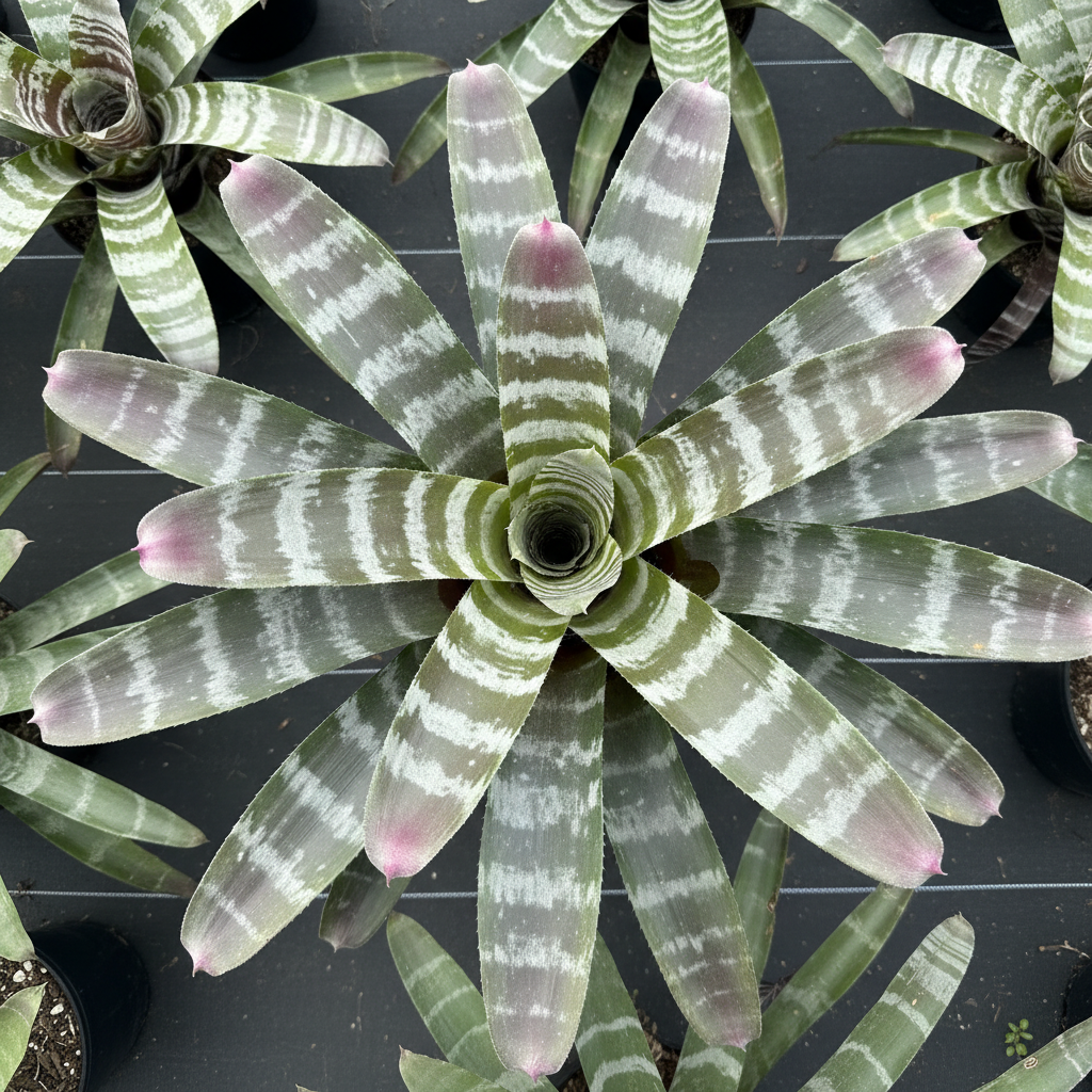 Chantinii Black Paradise top-down