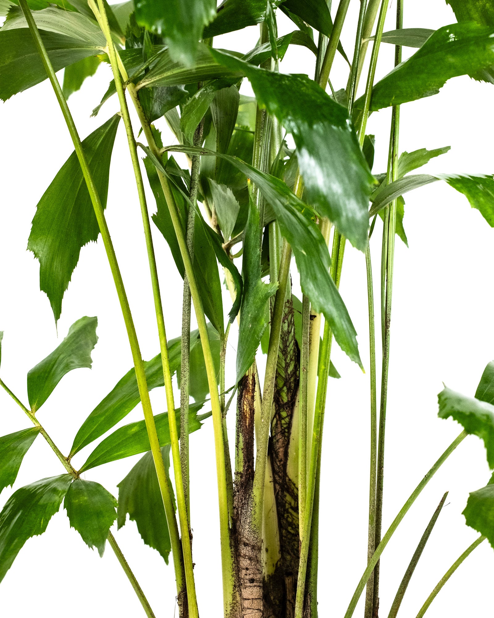 Detailed close-up of Caryota Mitis Fish Tail Palm stems and tropical green fishtail-shaped foliage highlighting the plant’s layered growth pattern.
