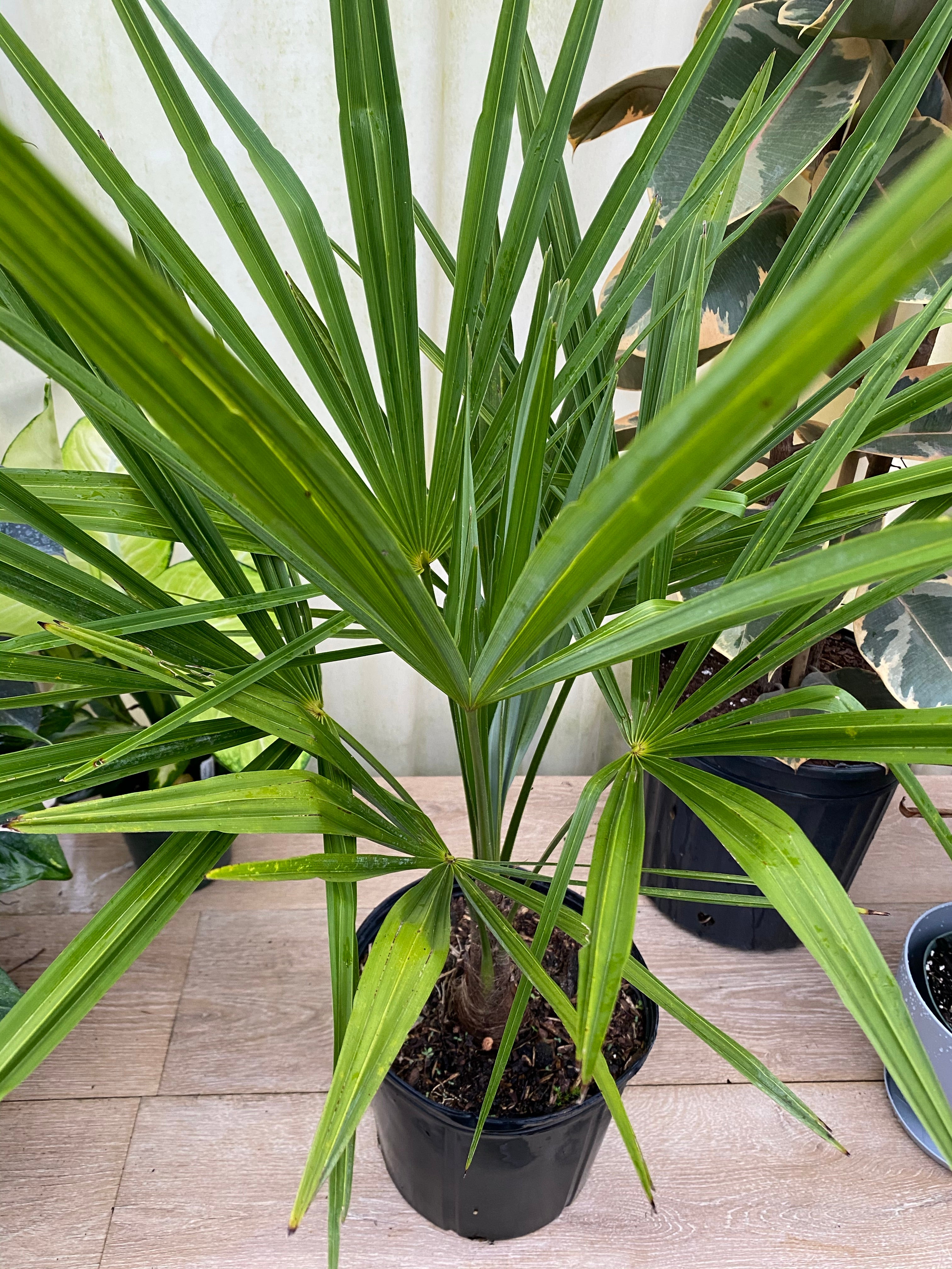 Close-up view of a young windmill palm with broad fan-shaped green fronds spreading outward from a slender textured trunk in a 1 gallon black nursery pot.