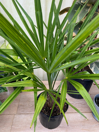 Close-up view of a young windmill palm with broad fan-shaped green fronds spreading outward from a slender textured trunk in a 1 gallon black nursery pot.