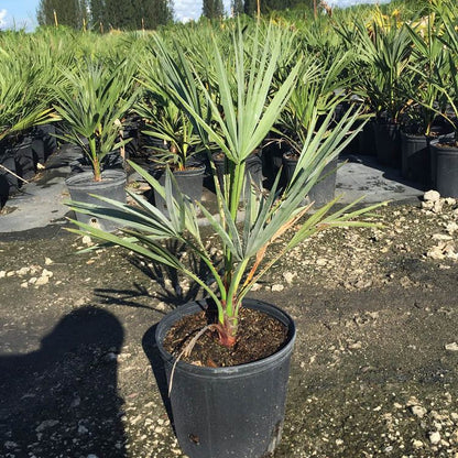 Copernicia Alba Caranday Wax Palm