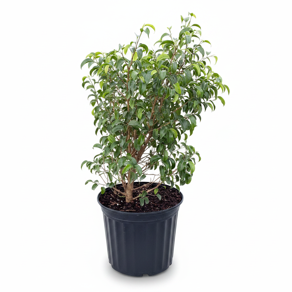 A potted green leafy plant in a black plastic nursery pot, photographed against a clean white background.