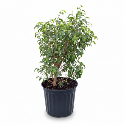 A potted green leafy plant in a black plastic nursery pot, photographed against a clean white background.