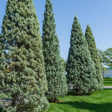 Topiary Cone Carolina Sapphire