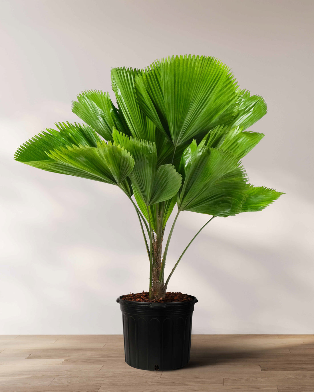 Fan palm with large rounded pleated green leaves growing from slender upright stems in a black nursery pot against a neutral indoor background.