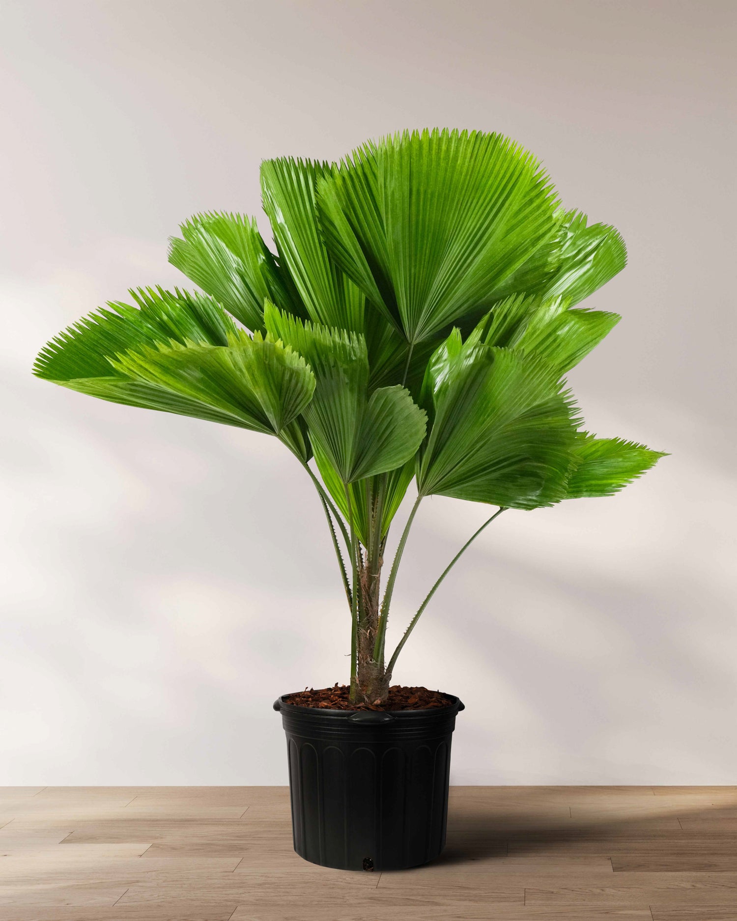 Fan palm with large rounded pleated green leaves growing from slender upright stems in a 2 gallon black nursery pot against a neutral indoor background.