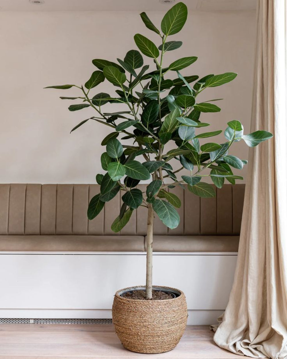 Shop Our Ficus Audrey Tree - Bengal Tree | Eureka Farms