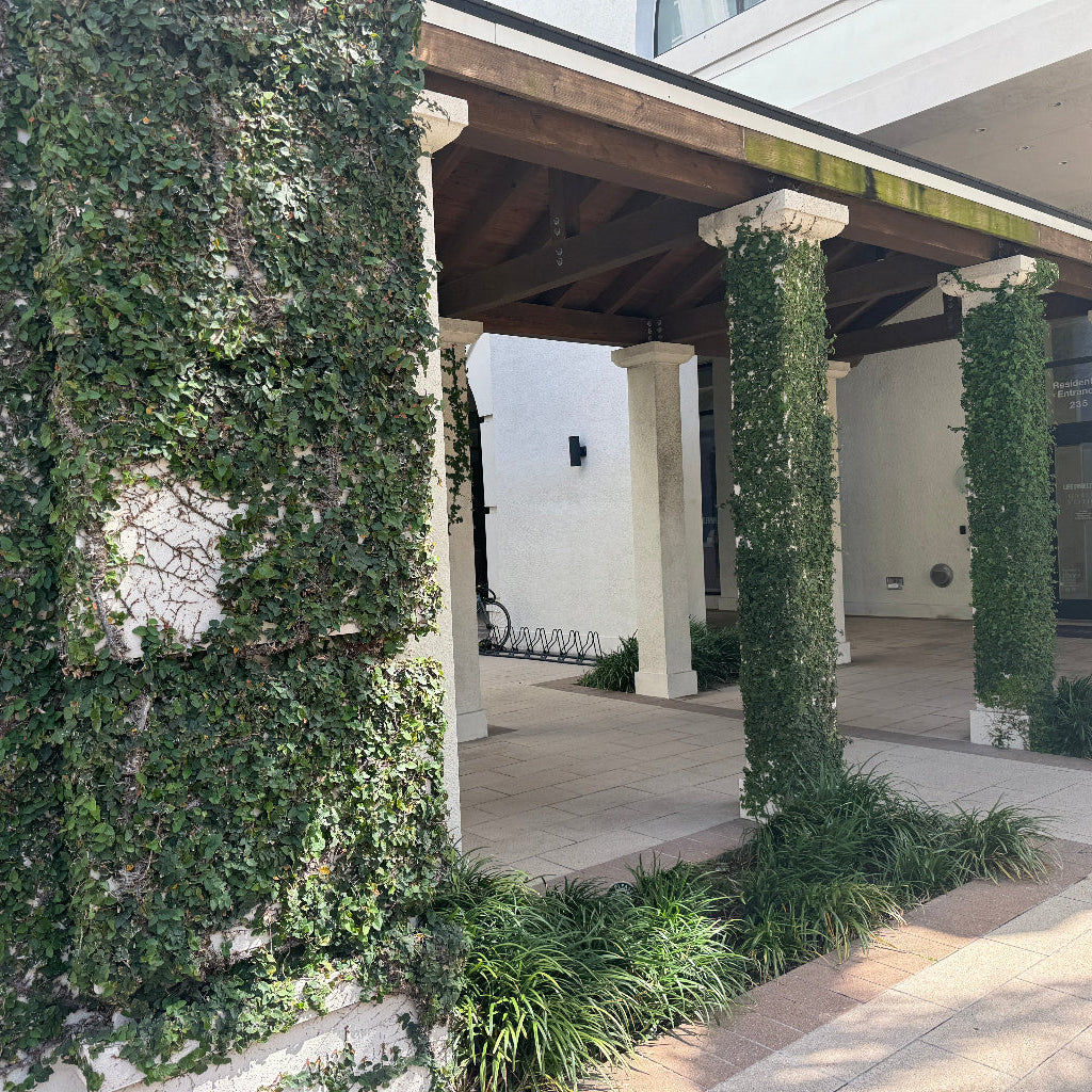 ficus creeping fig in A covered porch with white columns wrapped in dense green ivy, set in front of a white stucco building with a tiled roof.