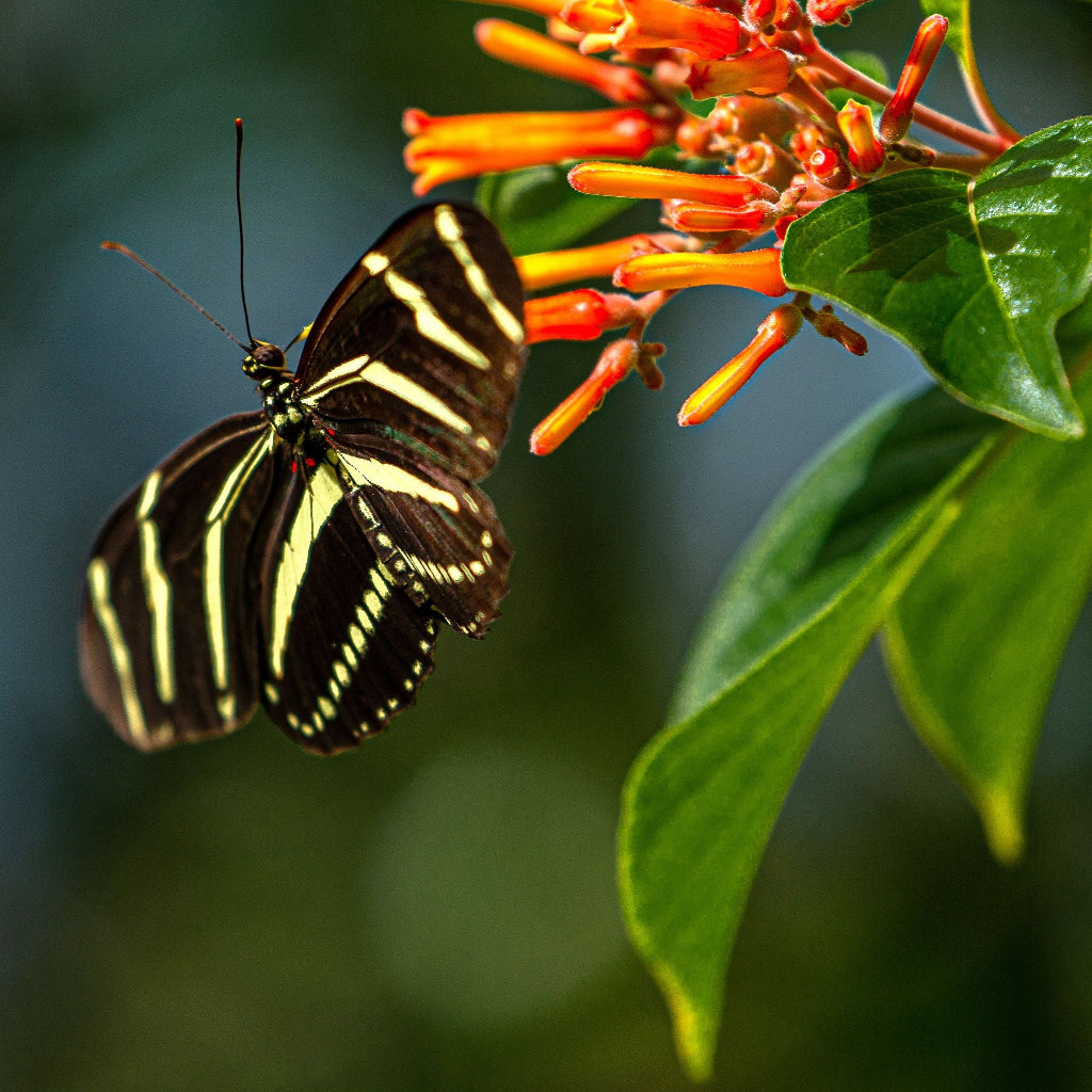 FireBush Hamelia patens &