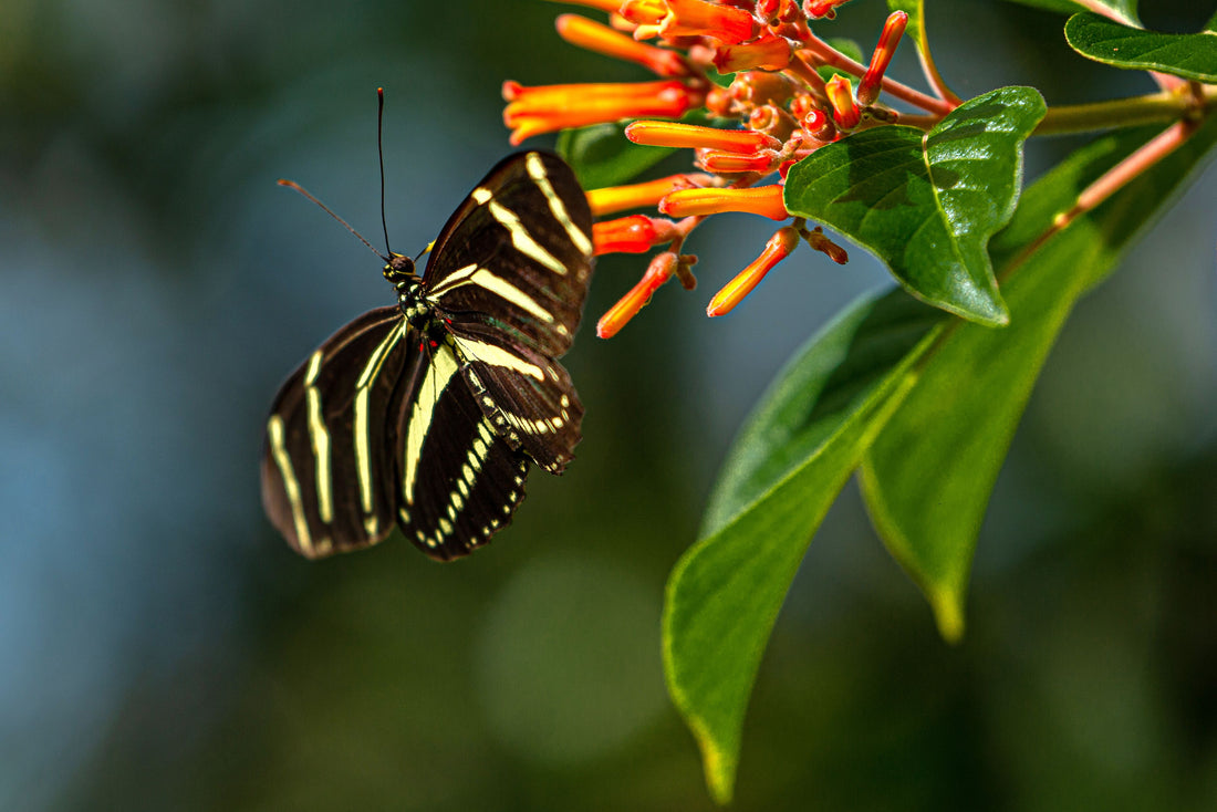 FireBush Hamelia patens &