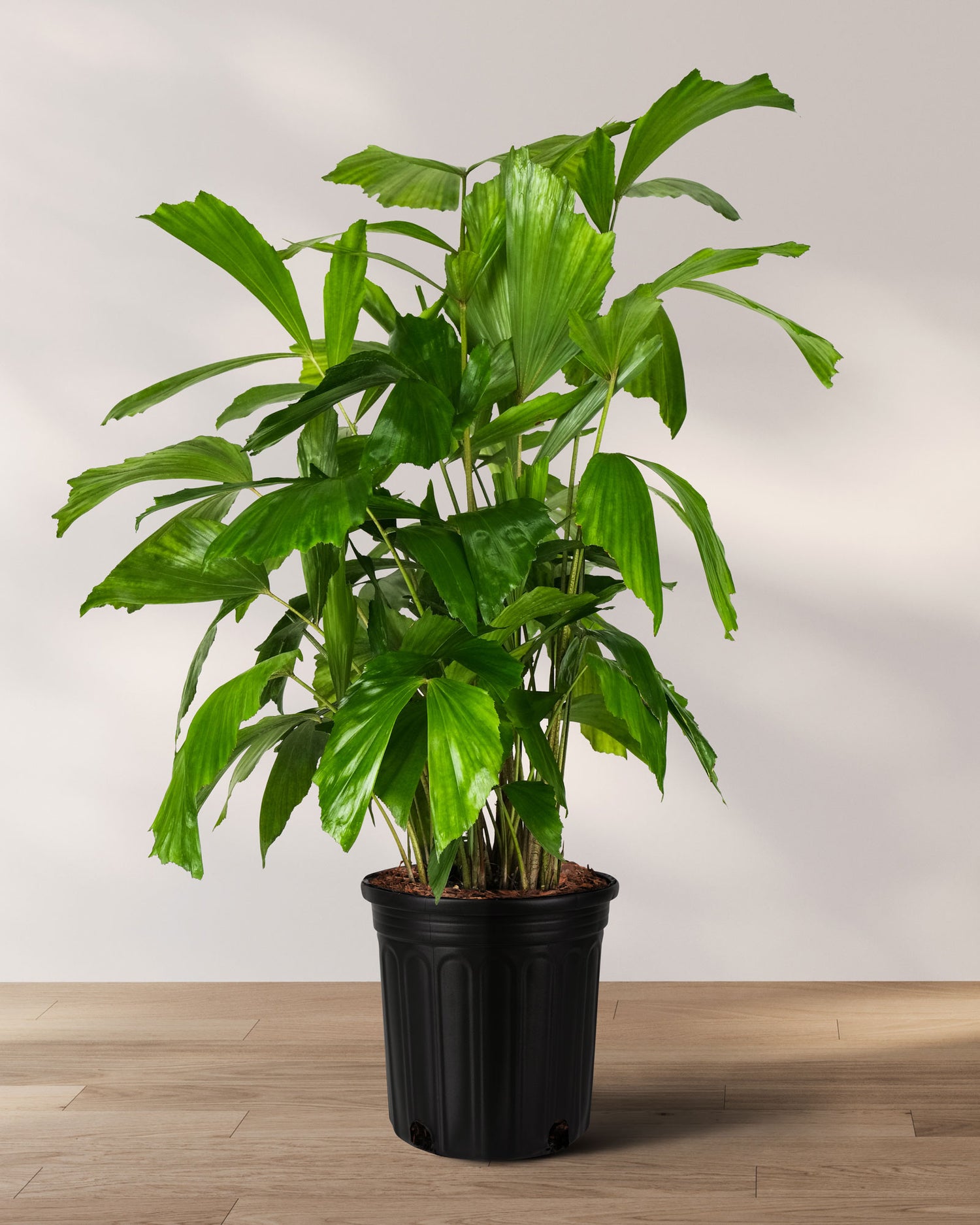palm foliage plant Fish Tail Palm, Caryota Mitis, Privacy Tree