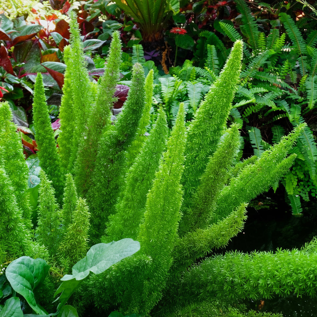Foxtail Fern, Asparagus Fern