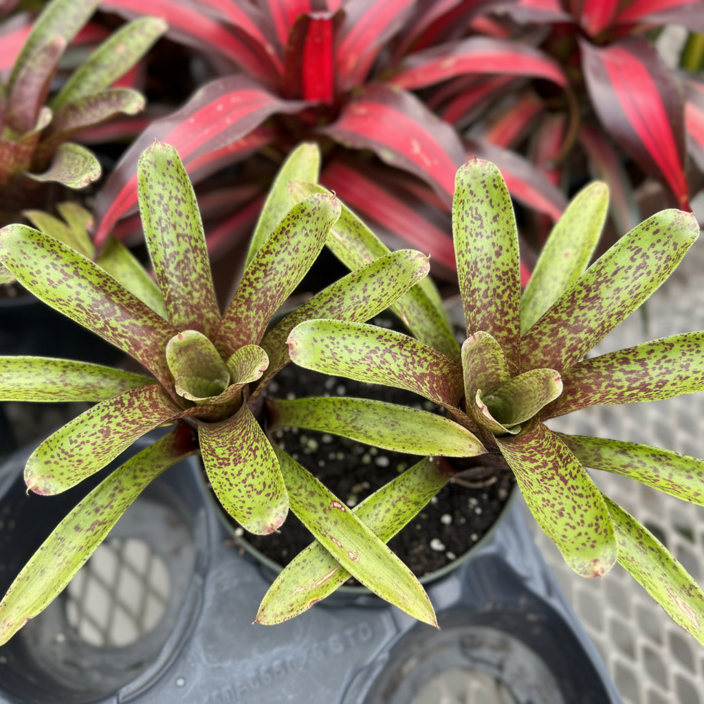 Bromeliad Hot Tamale top-down