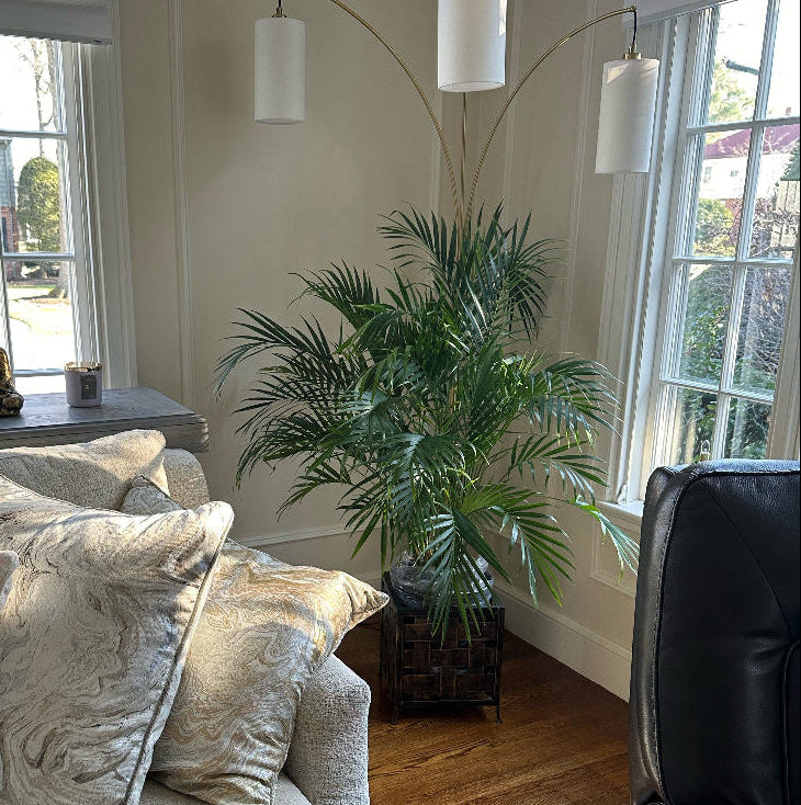 Cat palm Living room with a beige sofa, decorative pillows, and a large window.