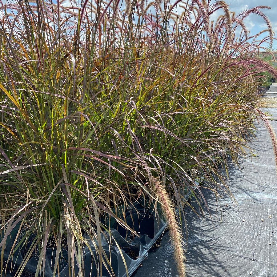 Shop Our Purple Fountain Grass | Eureka Farms