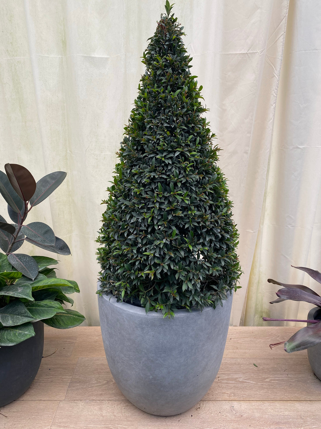 Topiary Eugenia Cone, Pyramid Tree – Eureka Farms