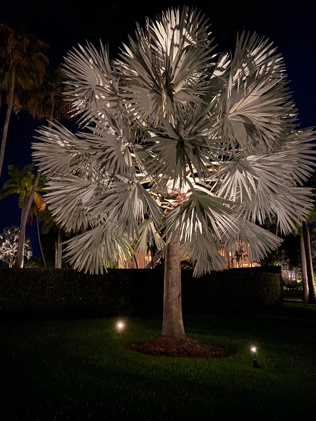 Bismarckia Nobilis, Silver Bismarck Palm