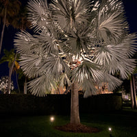 Bismarckia Nobilis, Silver Bismarck Palm