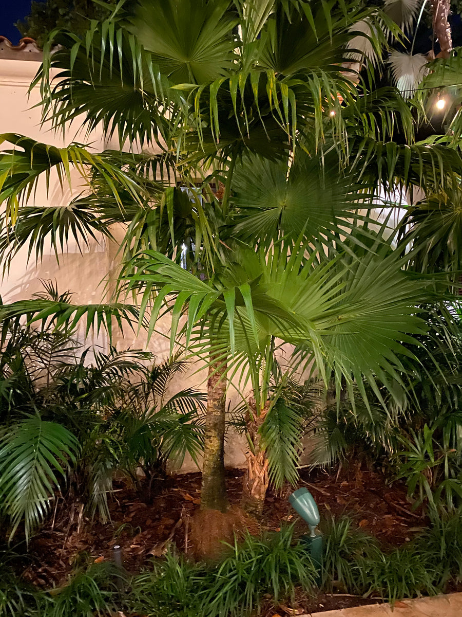 Florida Thatch Palm, Rare and Exotic