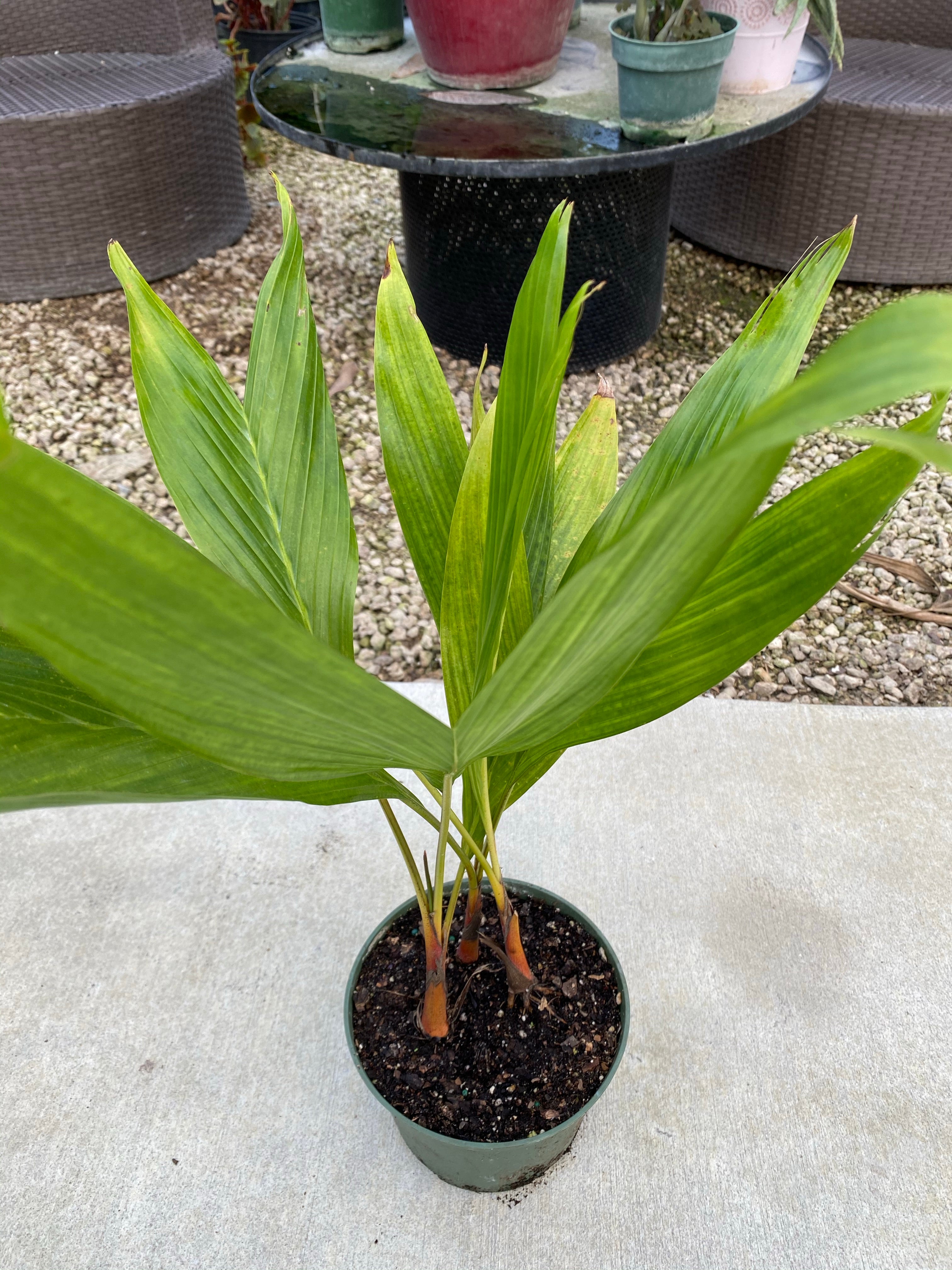 Areca Vestiaria Orange Crownshaft Palm Rare And Exotic Eureka Farms areca-vestiaria-orange-crownshaft-palm-rare-and-exotic-eureka-farms